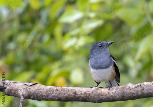 Female oriental magpie-robin perching on tree branch , Thailand