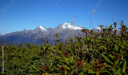 Green rhododendron leaves and snowy mountain peaks in the background. Blue sky. Contrasts in the mountains