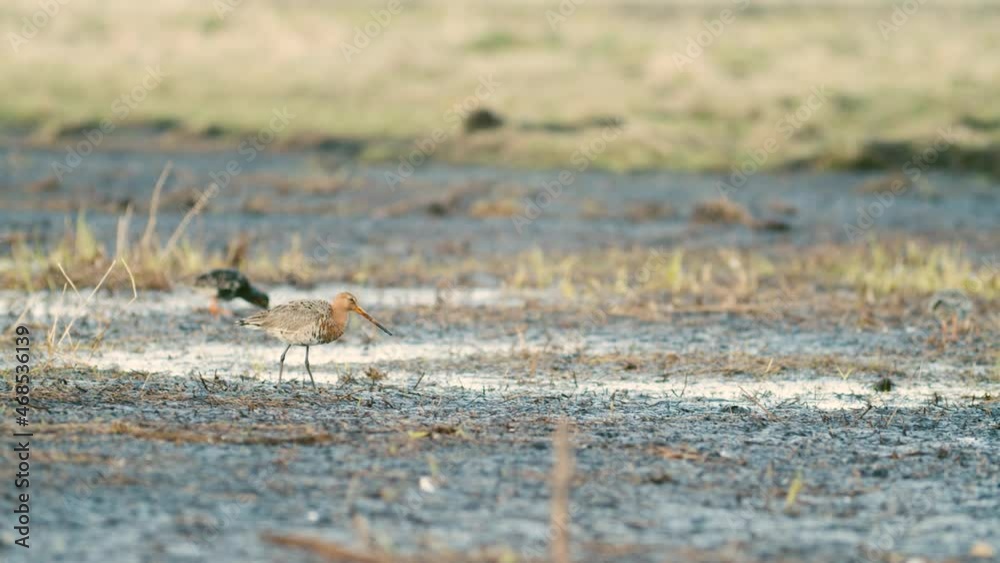 Black tailed godwit close up in spring migration wetlands feeding in morning light Black tailed godwit close up in spring migration wetlands feeding in morning light