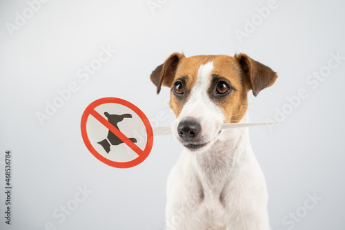Dog jack russell terrier holding a sign dogs are not allowed on a white background. © Михаил Решетников