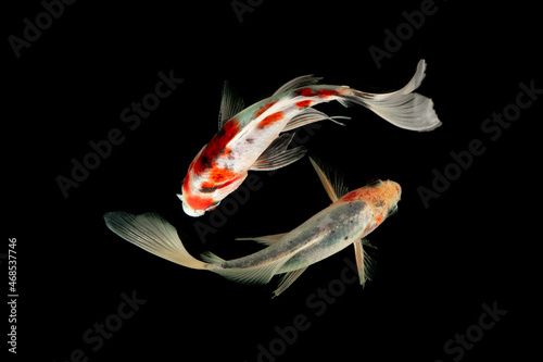 Top View Koi fish swimming on black background