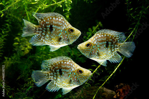 Texas cichlid Fish swimming underwater   photo