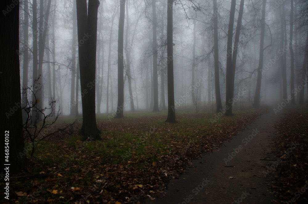 autumn, road, trees, tree, forest, nature, fall, landscape, park, leaves, path, season, foliage, woods, green, sky, yellow, wood, travel, rural, country, leaf, mist, color, fog