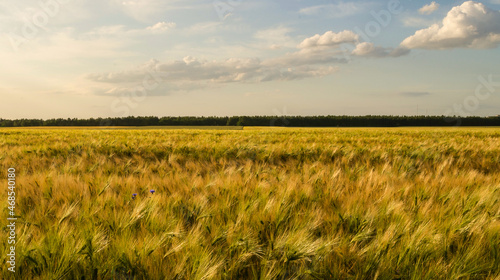Grain field in the sunshine under blue sky.