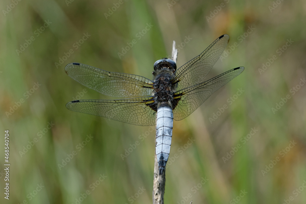 Male Scarce chaser (Libellula fulva)