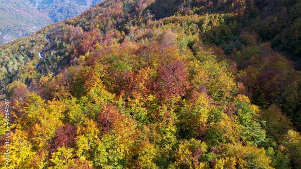 Alpine road inside the dense wild forest with colorful trees in Autumn, aerial drone video Alpine road inside the dense wild forest with colorful trees in Autumn, aerial drone video