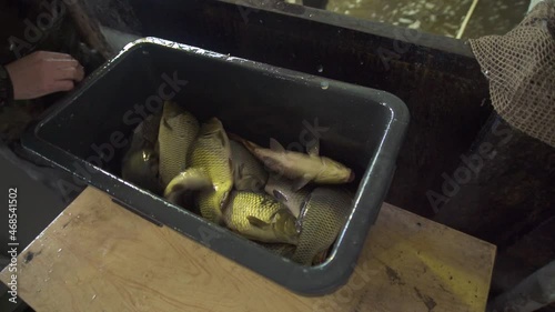 fish is pulled out with a net and put in a box photo