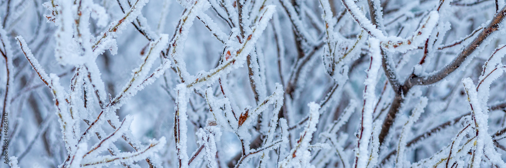 Snow and rime ice on the branches of bushes. Beautiful winter background with trees covered with hoarfrost. Plants in the park are covered with hoar frost. Cold snowy weather. Cool frosting texture.