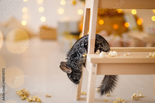 Foto Portrait of cute brown chinchilla sitting on a stool and eating popcorn on a background of Christmas decorations and Christmas lights