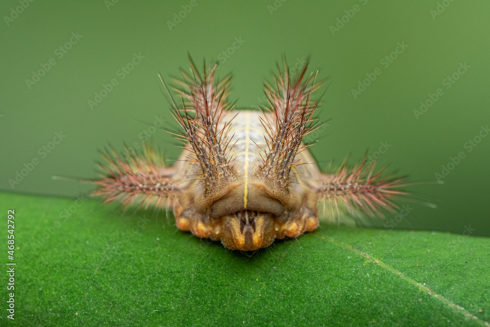 Fototapeta premium bug-nature marco photography 