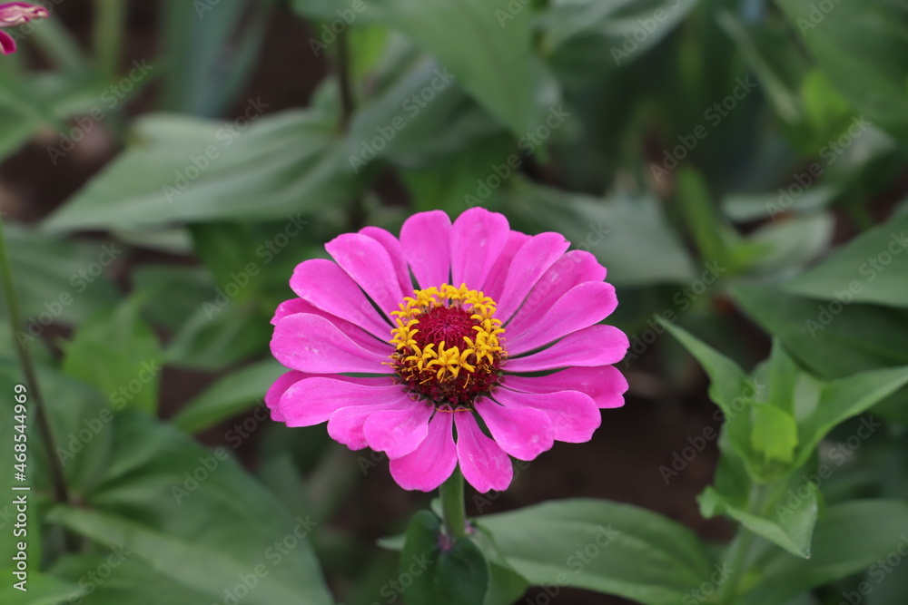 Obraz premium 初夏の庭に咲くピンク色のヒャクニチソウの花