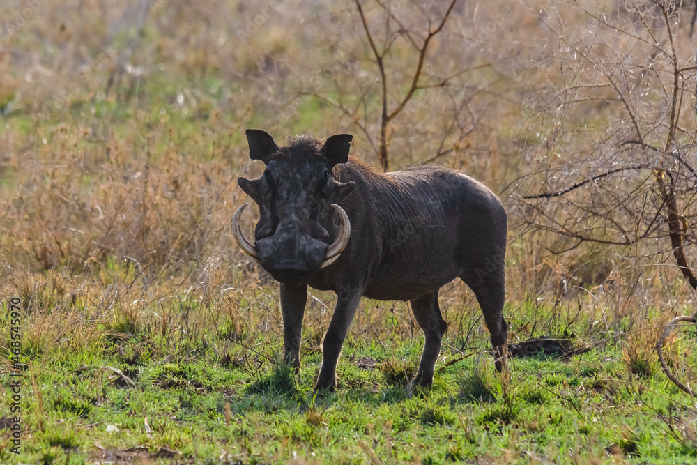 Common warthog (Phacochoerus africanus) at the Serengeti national park, Tanzania. Wildlife photo Common warthog (Phacochoerus africanus) at the Serengeti national park, Tanzania. Wildlife photo