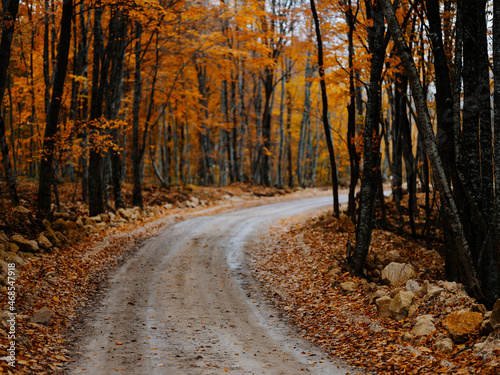 road forest autumn trees travel landscape