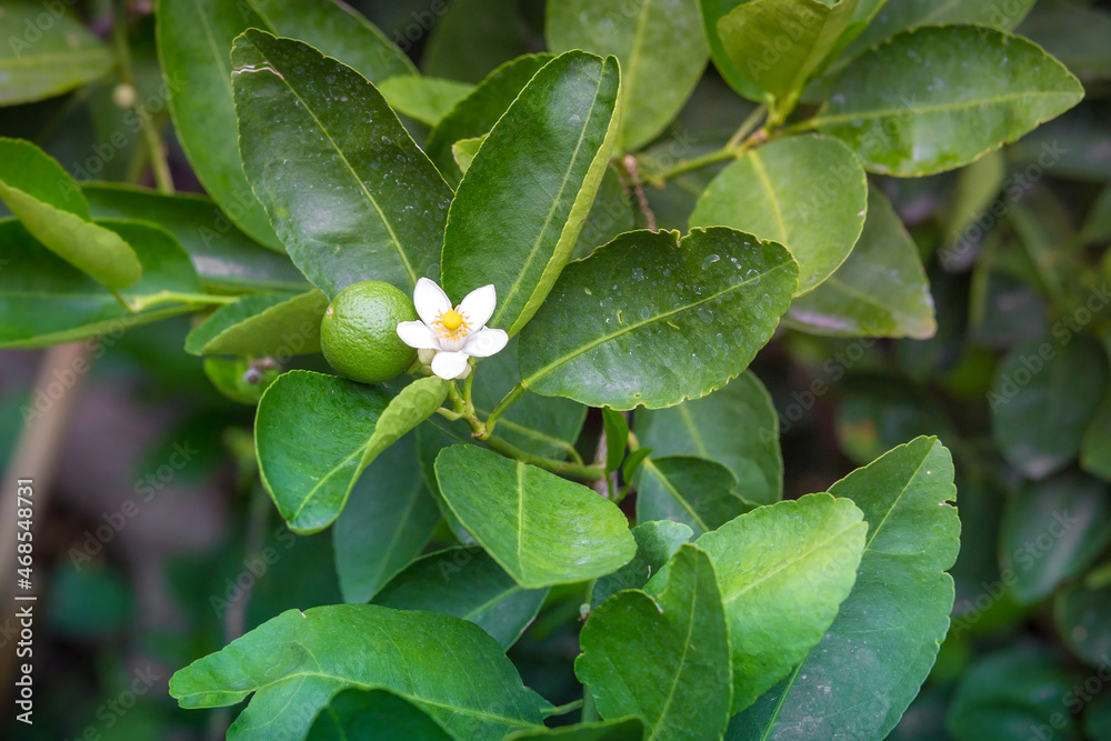 White lime flowers and lime, fresh and fragrant On the lime tree. White lime flowers and lime, fresh and fragrant On the lime tree.
