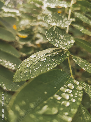 rain drops on a leaf © Анна Вагина