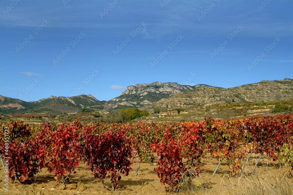 Viñedos durante el Otoño en la zona de Abalos, La Rioja