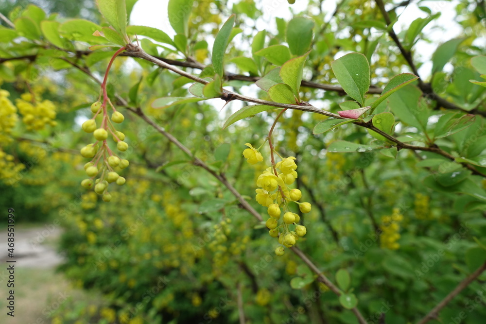 Buds and yellow flowers of Berberis vulgaris in May