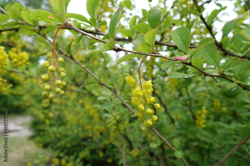 Buds and yellow flowers of Berberis vulgaris in May