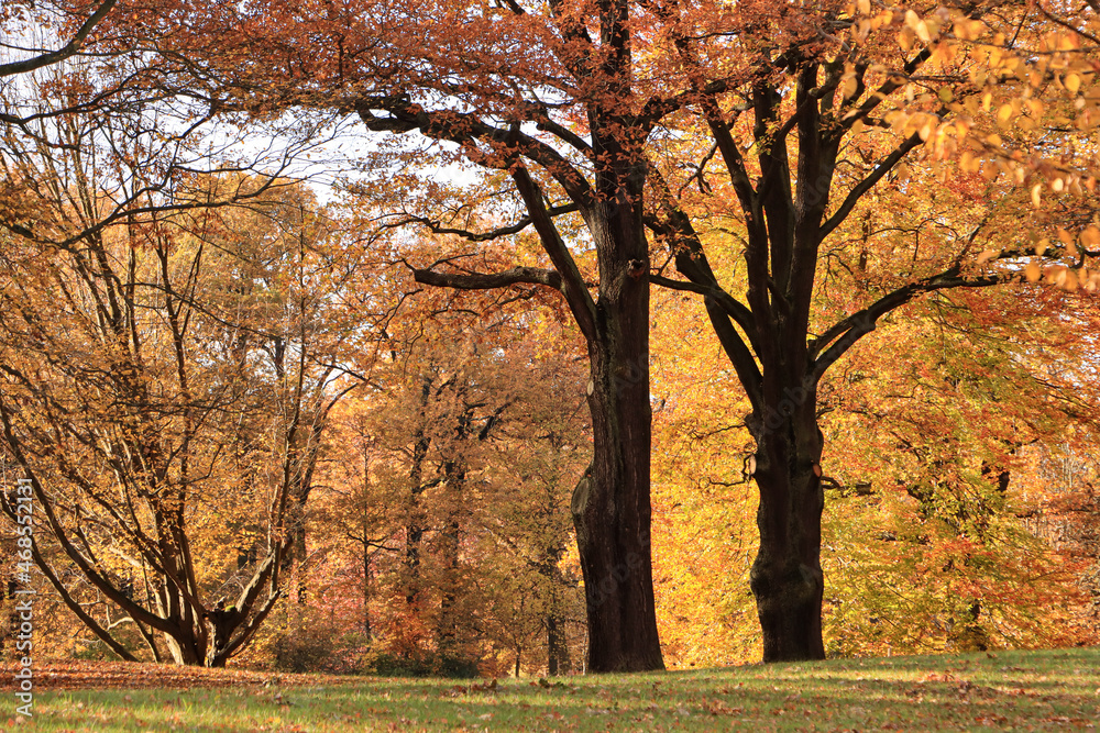 Herbst im Branitzer Park