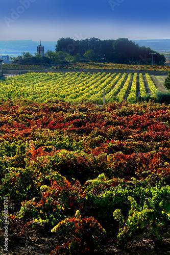 Viñedos durante el Otoño en la zona de Briones-Cenicero, La Rioja