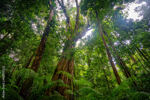 Leinwand Poster Beautiful wet tropics forest in Mossman Gorge UNESCO heritage site, Queensland,
