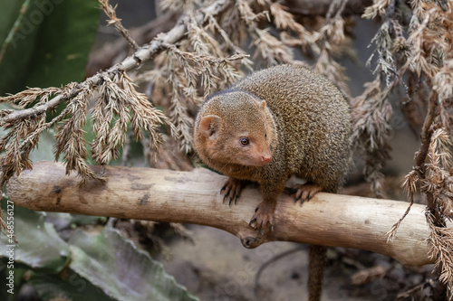 Dwarf mongoose © YuliaB