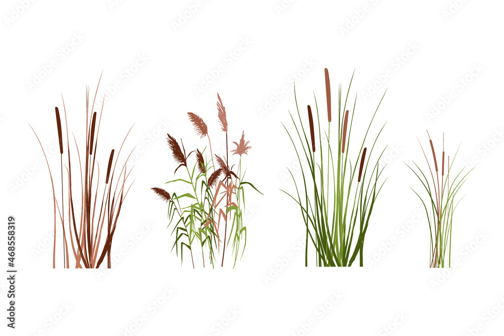 Silhouette of reeds, sedge, cane, bulrush, or grass on a white background.Vector illustration. - obrazy, fototapety, plakaty 