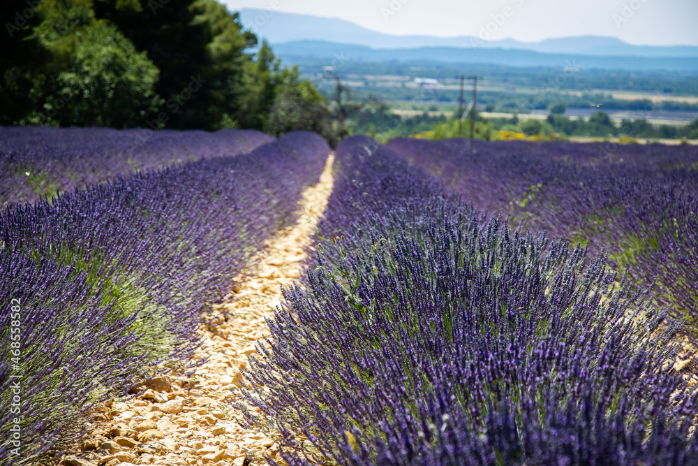 Naklejka premium le parfum de la provence