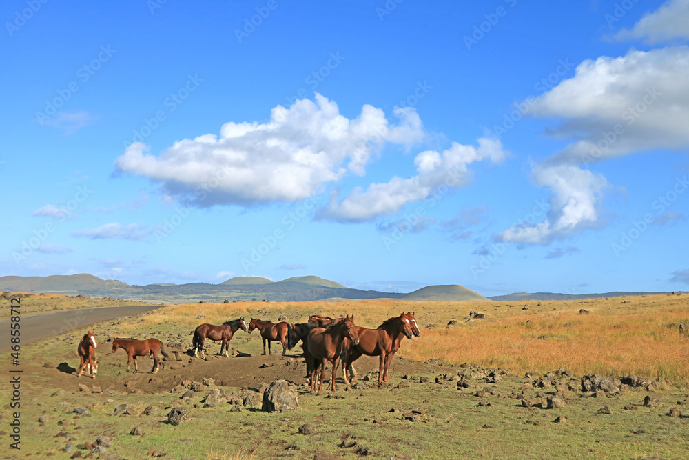 Herd of wild horses grazing at the roadside on Easter Island, Chile, South America