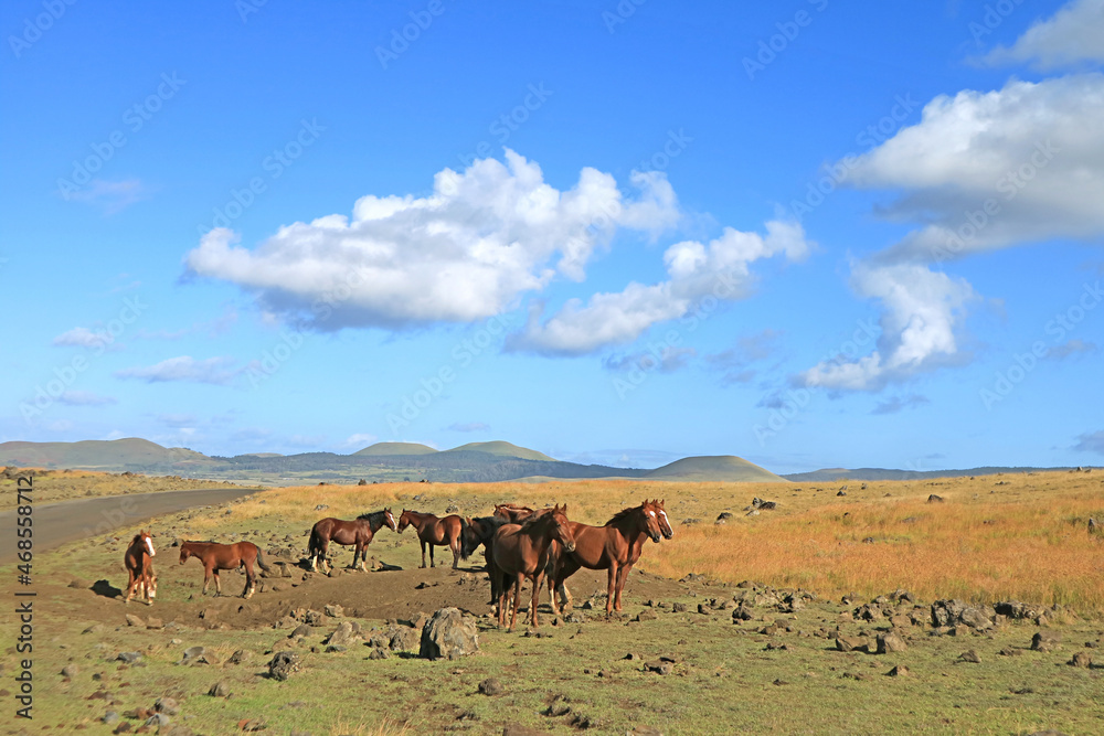 Herd of wild horses grazing at the roadside on Easter Island, Chile, South America Herd of wild horses grazing at the roadside on Easter Island, Chile, South America