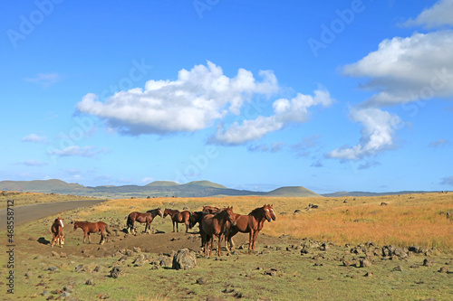 Herd of wild horses grazing at the roadside on Easter Island  Chile  South America