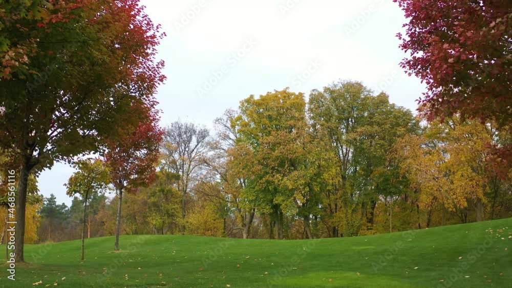 Red autumn trees on the green grass. Golf course. Red autumn trees on the green grass. Golf course.