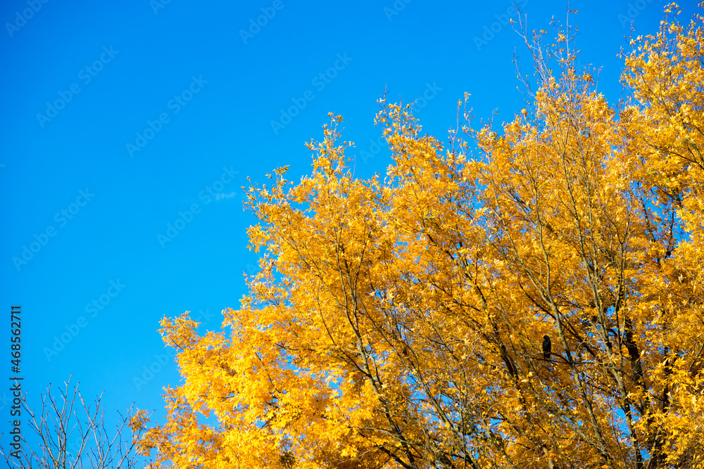 Fototapeta premium autumn leaves in the wind. yellow leaves of tree and blue sky