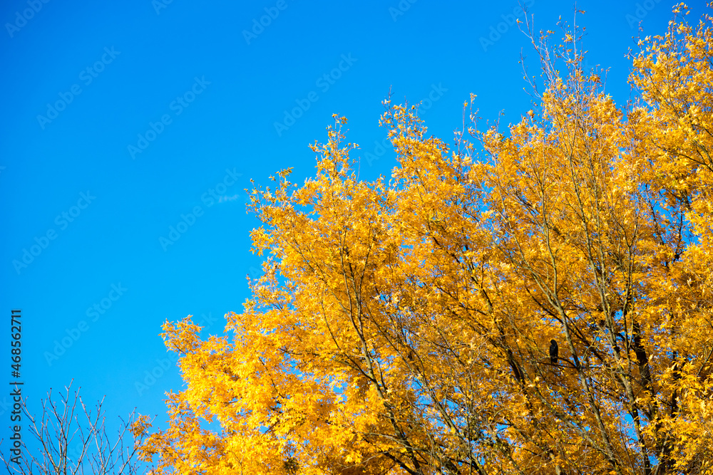 autumn leaves in the wind. yellow leaves of tree and blue sky