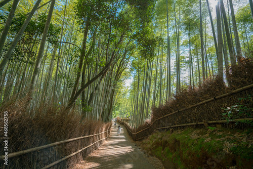 Early morning view on path at amazing Arashiyama Bamboo forest, Kyoto Japan