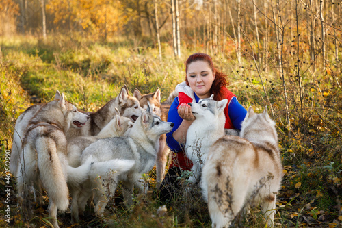 Fototapeta The dog breeder with her husky dogs in autumn forest