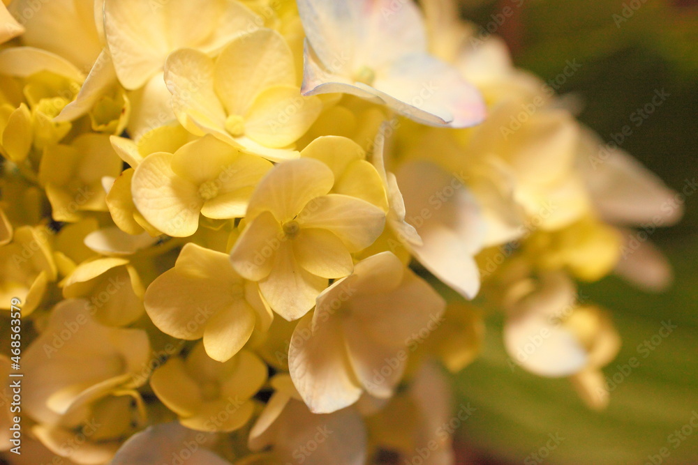 Fototapeta premium yellow flower
