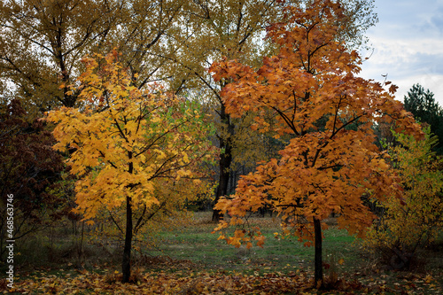 Maple trees with yellow and orange-brown leaves against a background of trees with green foliage