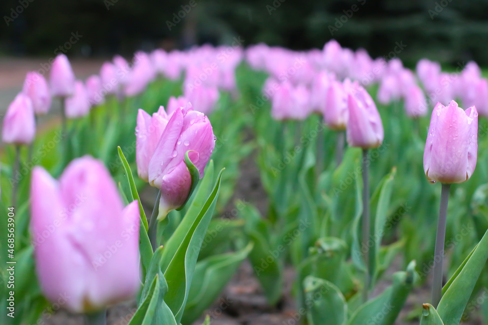 pink tulips in spring