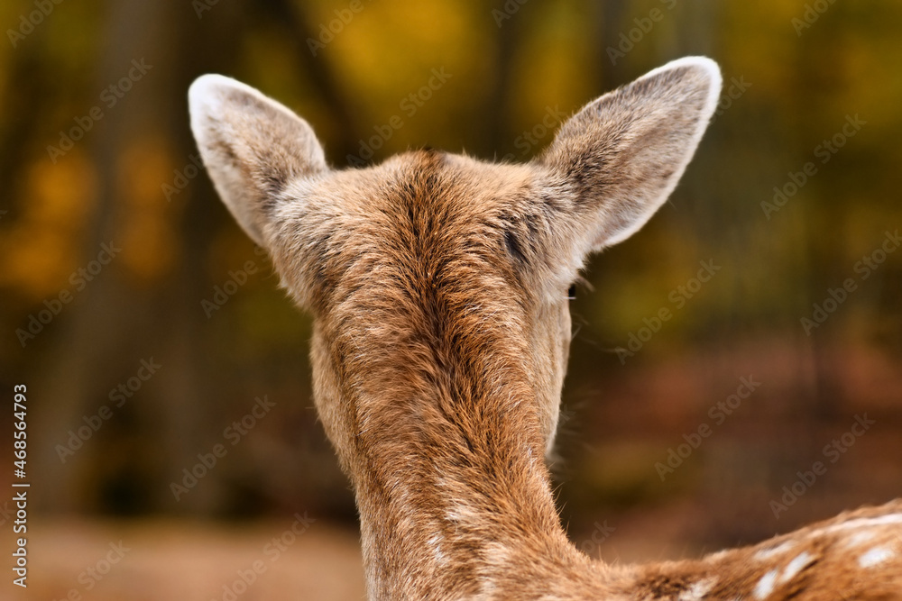 Back of head of fawn European fallow deer