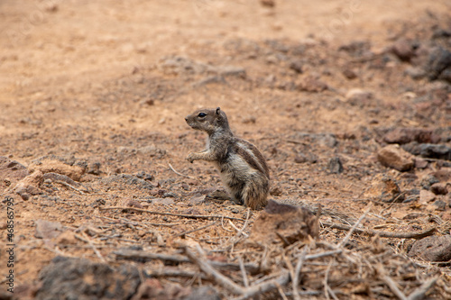 Striped Meerkat on sandy rocky ground in Fuerteventura Canaries 