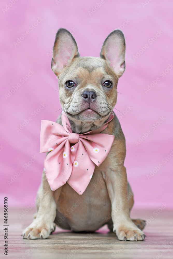 Small French Bulldog dog puppy wearing pink ribbon