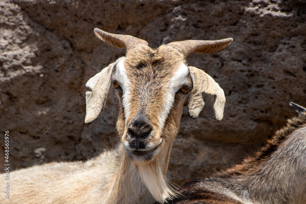 Funny wildlife goat on rocky ground in playa de cofete Fuerteventura Funny wildlife goat on rocky ground in playa de cofete Fuerteventura