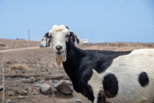 Funny wildlife goat on rocky ground in playa de cofete Fuerteventura 