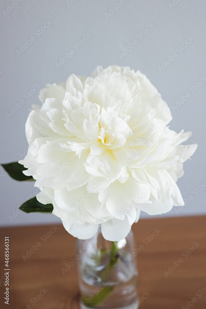 Closeup of beautiful white peony flower in vase on grey wall background with copy space Closeup of beautiful white peony flower in vase on grey wall background with copy space
