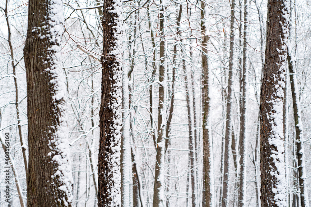 Trees trunks covered in fresh snow in park closeup. Winter forest after snowfall. Selective focus. Trees trunks covered in fresh snow in park closeup. Winter forest after snowfall. Selective focus.