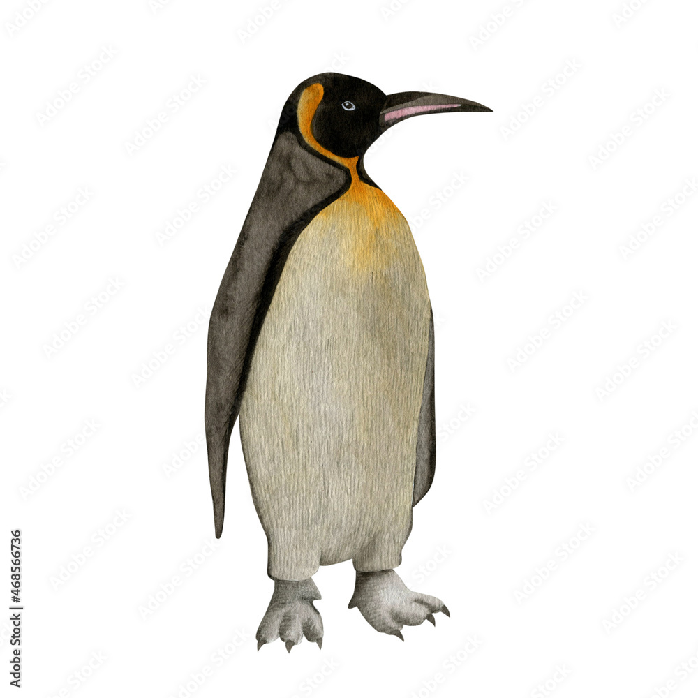Penguin watercolor illustration isolated on white background. Penguin watercolor illustration isolated on white background.