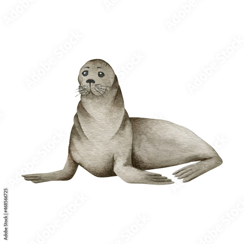 Watercolor illustration of a fur seal isolated on a white background.  