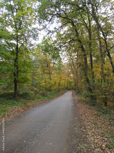 Wirtschaftsweg im Wald