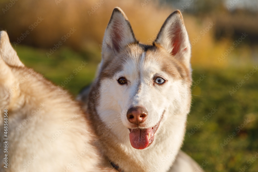 Portrait of the husky dog in autumn forest